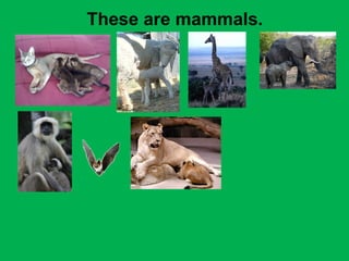 These are mammals. 
 