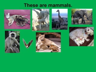 These are mammals. 
 