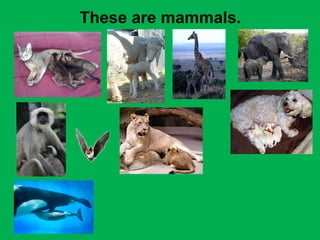 These are mammals. 
 