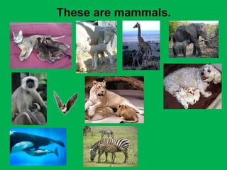 These are mammals. 
 