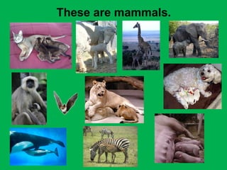 These are mammals. 
