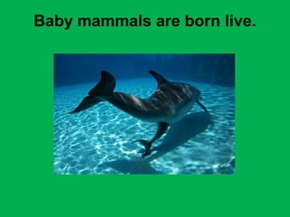 Baby mammals are born live. 
 