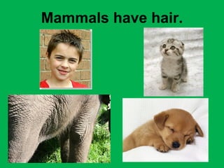 Mammals have hair. 
 