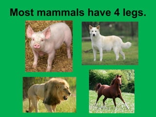 Most mammals have 4 legs. 
 