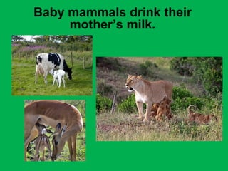 Baby mammals drink their 
mother’s milk. 
 