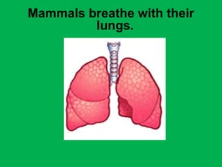 Mammals breathe with their 
lungs. 
 