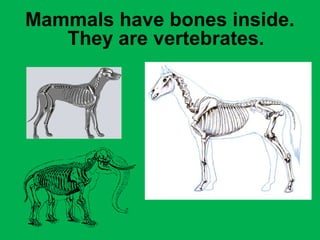 Mammals have bones inside. 
They are vertebrates. 
 