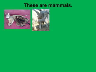 These are mammals. 
 