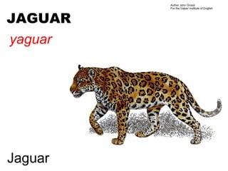 Author John Oroszi
         For the Valper Institute of English



JAGUAR
yaguar




Jaguar
 