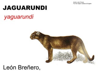 Author John Oroszi
                For the Valper Institute of English



JAGUARUNDI
yaguarundi




León Breñero,
 