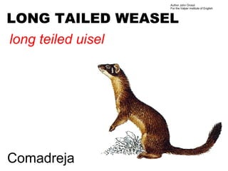 Author John Oroszi
                    For the Valper Institute of English



LONG TAILED WEASEL
long teiled uisel




Comadreja
 