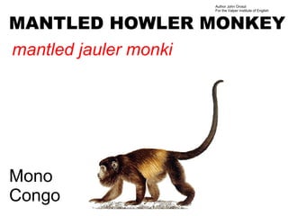 Author John Oroszi
                       For the Valper Institute of English



MANTLED HOWLER MONKEY
mantled jauler monki




Mono
Congo
 