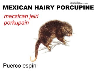 Author John Oroszi
                 For the Valper Institute of English



MEXICAN HAIRY PORCUPINE
mecsican jeiri
porkupain




Puerco espín
 