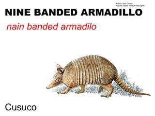 Author John Oroszi
                       For the Valper Institute of English



NINE BANDED ARMADILLO
nain banded armadilo




Cusuco
 