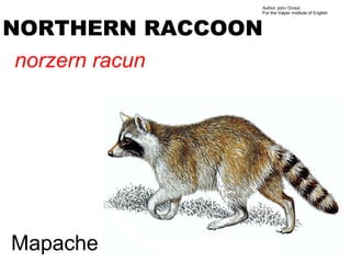 Author John Oroszi
                For the Valper Institute of English



NORTHERN RACCOON
norzern racun




Mapache
 