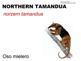 Author John Oroszi
                   For the Valper Institute of English



NORTHERN TAMANDUA
norzern tamandua




Oso mielero
 