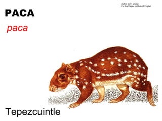 Author John Oroszi
               For the Valper Institute of English



PACA
paca




Tepezcuintle
 