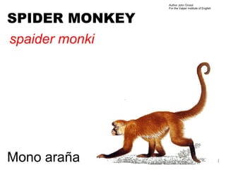 Author John Oroszi
                For the Valper Institute of English



SPIDER MONKEY
spaider monki




Mono araña
 
