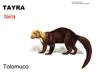 Author John Oroszi
           For the Valper Institute of English



TAYRA
taira




Tolomuco
 