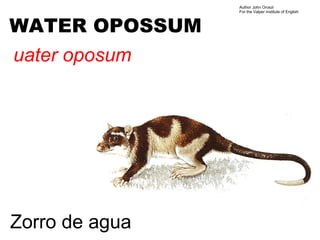 Author John Oroszi
                For the Valper Institute of English



WATER OPOSSUM
uater oposum




Zorro de agua
 