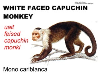 Author John Oroszi
                  For the Valper Institute of English



WHITE FACED CAPUCHIN
MONKEY
uait
feised
capuchin
monki


Mono cariblanca
 
