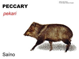 Author John Oroszi
          For the Valper Institute of English



PECCARY
pekari




Saíno
 