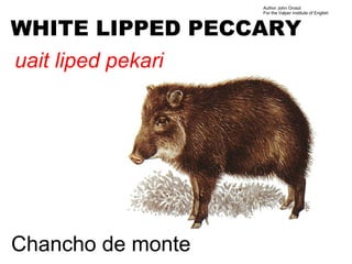 Author John Oroszi
                    For the Valper Institute of English



WHITE LIPPED PECCARY
uait liped pekari




Chancho de monte
 