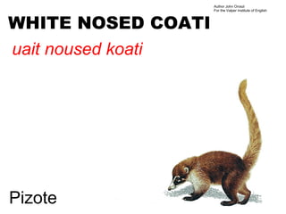 Author John Oroszi
                    For the Valper Institute of English



WHITE NOSED COATI
uait noused koati




Pizote
 