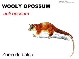 Author John Oroszi
                 For the Valper Institute of English



WOOLY OPOSSUM
uuli oposum




Zorro de balsa
 