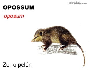 Author John Oroszi
              For the Valper Institute of English



OPOSSUM
oposum




Zorro pelón
 