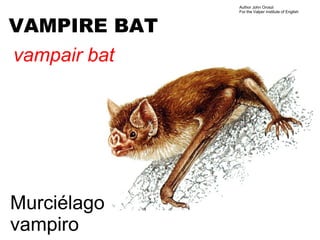 Author John Oroszi
              For the Valper Institute of English



VAMPIRE BAT
vampair bat




Murciélago
vampiro
 
