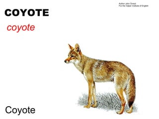 Author John Oroszi
         For the Valper Institute of English



COYOTE
coyote




Coyote
 