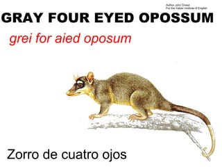 Author John Oroszi
                       For the Valper Institute of English



GRAY FOUR EYED OPOSSUM
grei for aied oposum




Zorro de cuatro ojos
 
