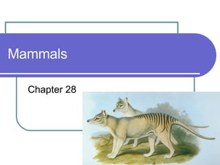 Mammals Chapter 28 