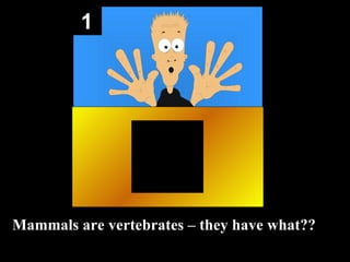 1 Mammals are vertebrates – they have what?? 