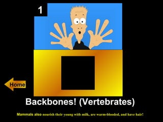1 Backbones! (Vertebrates)  Mammals also  nourish their young with milk, are warm-blooded, and have hair!   Home 