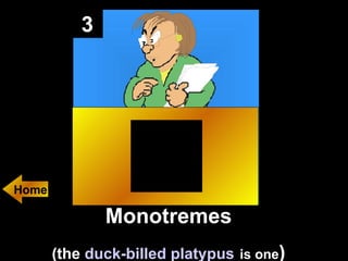 3 Monotremes (the  duck-billed platypus   is one ) Home 