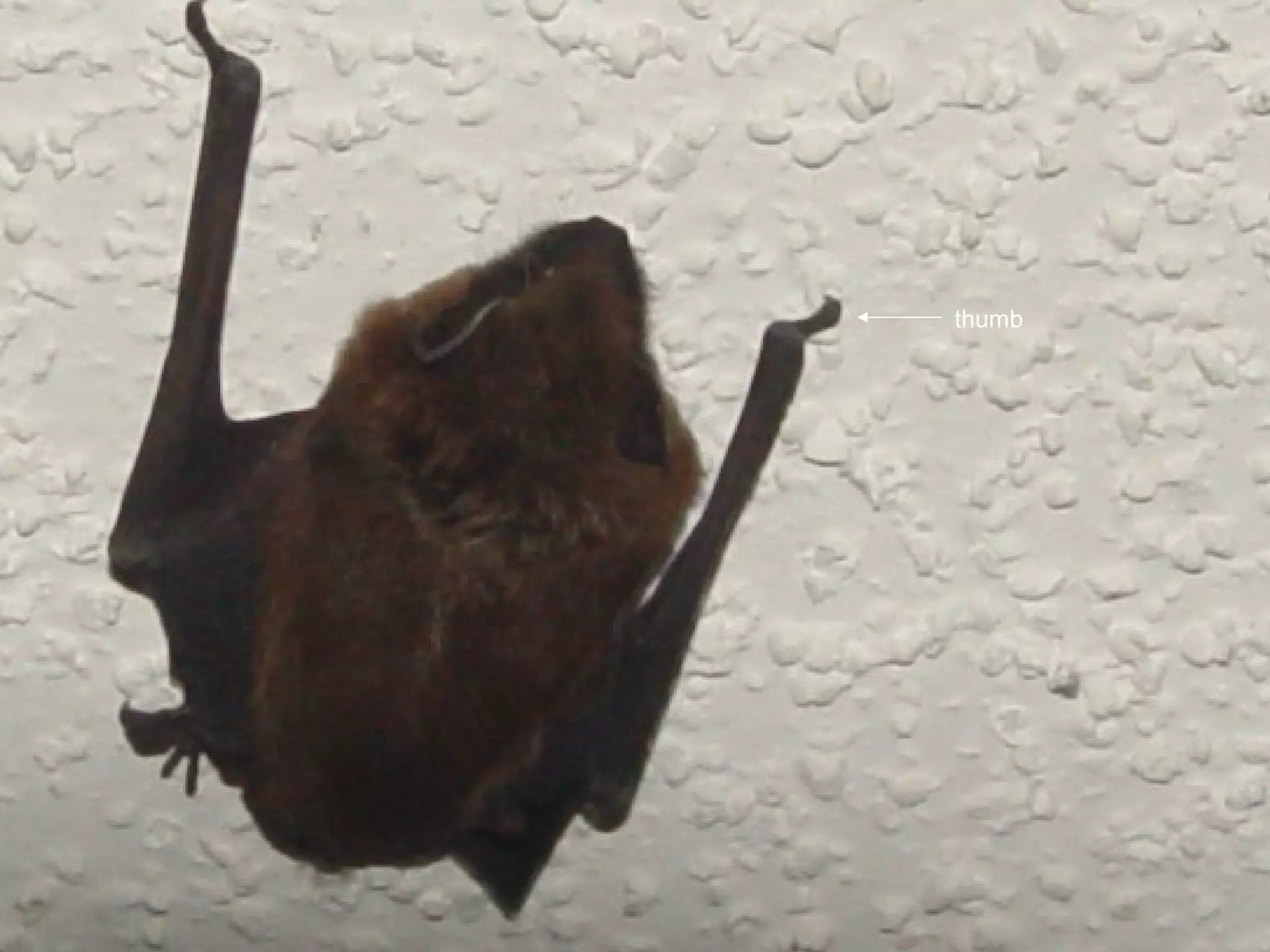 thumb
