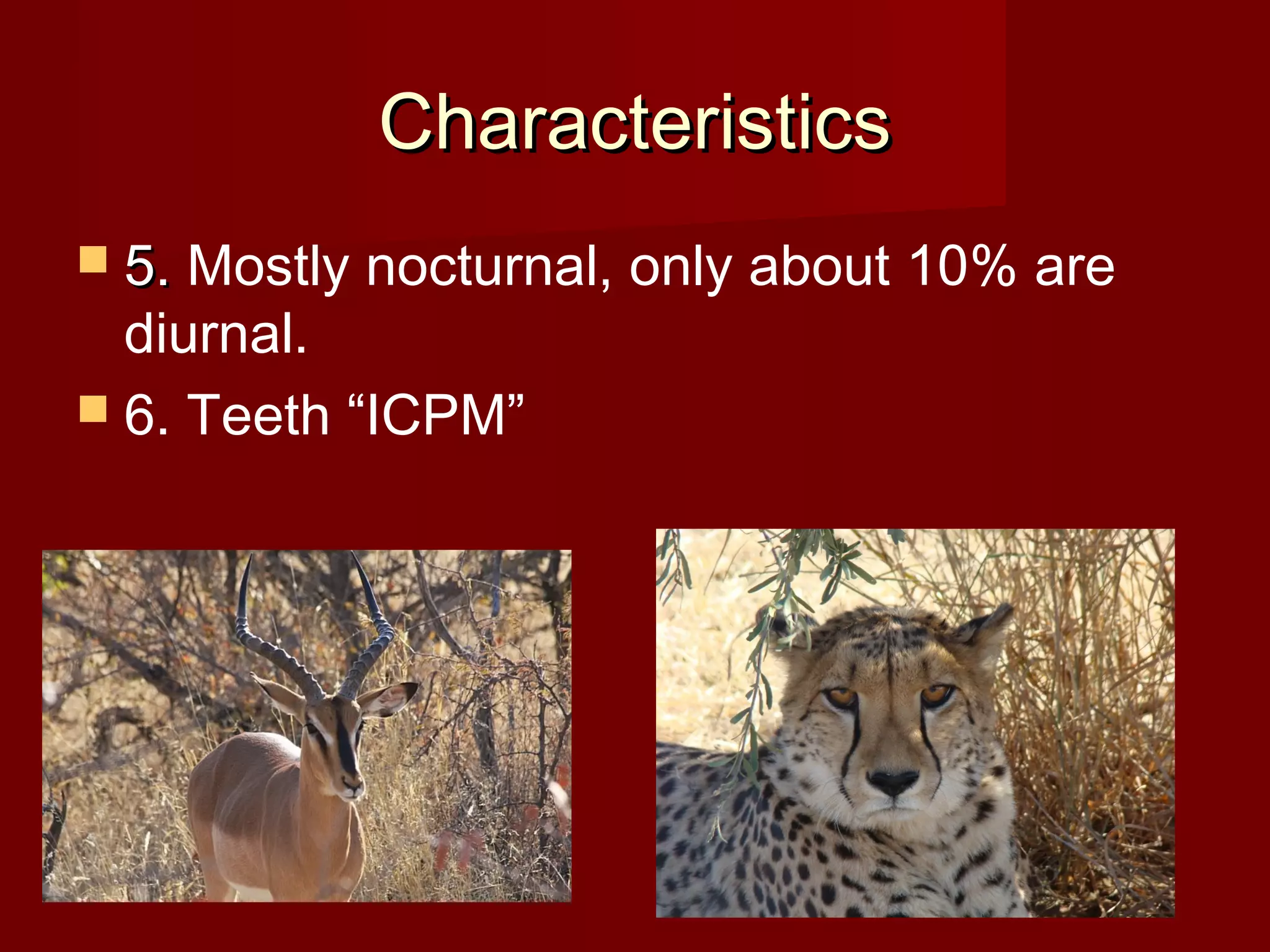 Characteristics
5. Mostly nocturnal, only about 10% are
diurnal.
6. Teeth “ICPM”