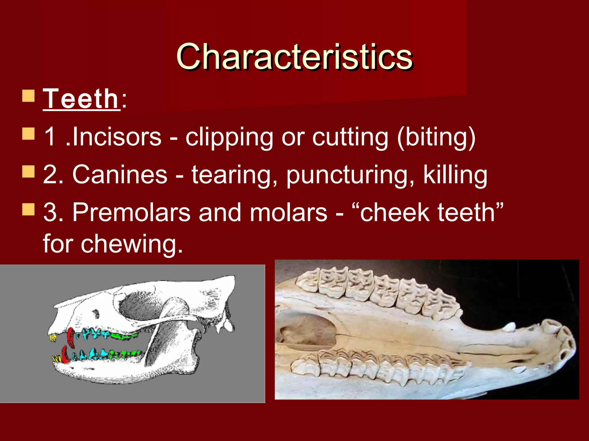 Characteristics
Teeth:
1 .Incisors - clipping or cutting (biting)
2. Canines - tearing, puncturing, killing
3. Premolars and molars - “cheek teeth”
for chewing.