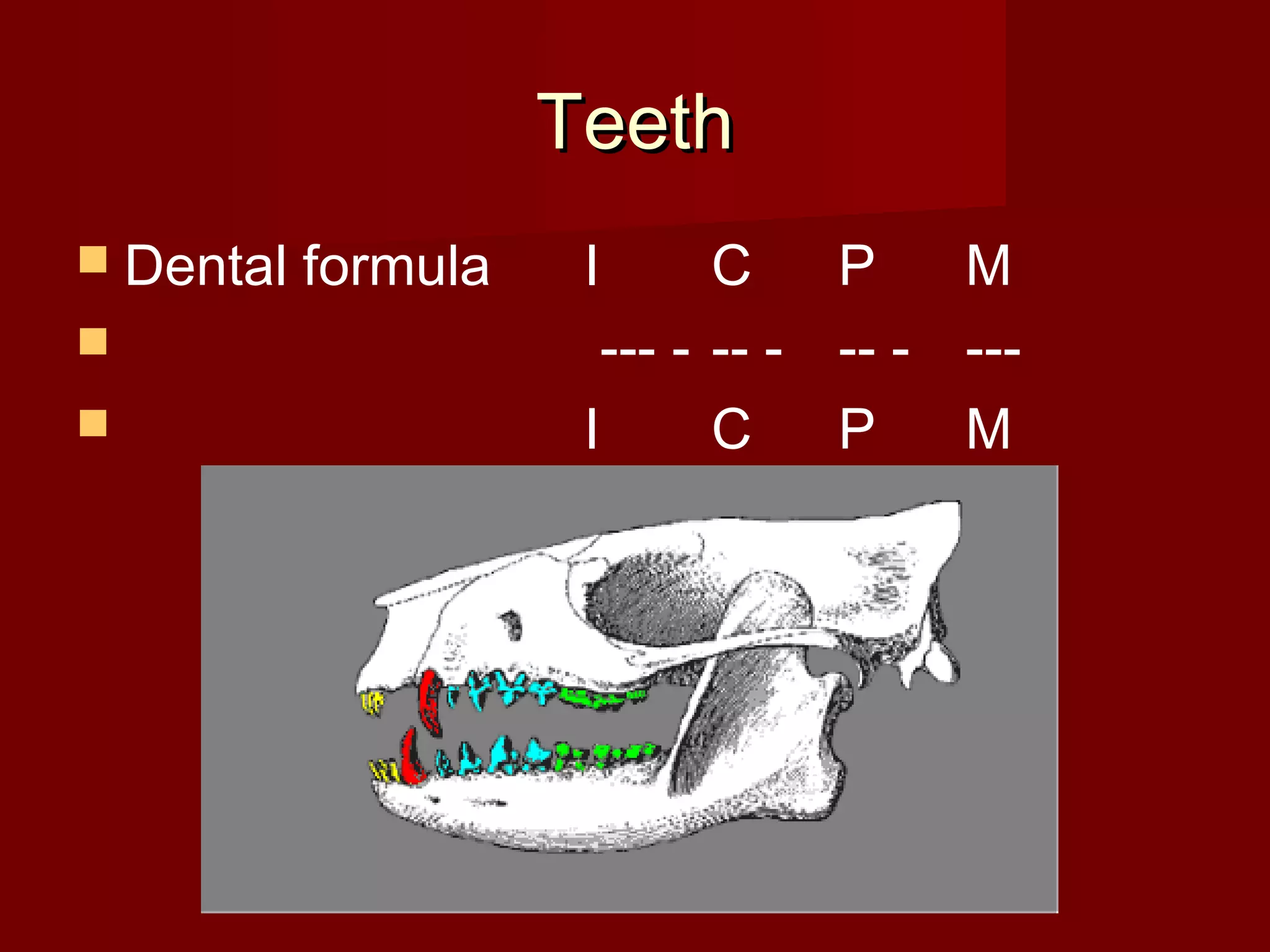 Teeth
Dental formula I C P M
--- - -- - -- - ---
I C P M