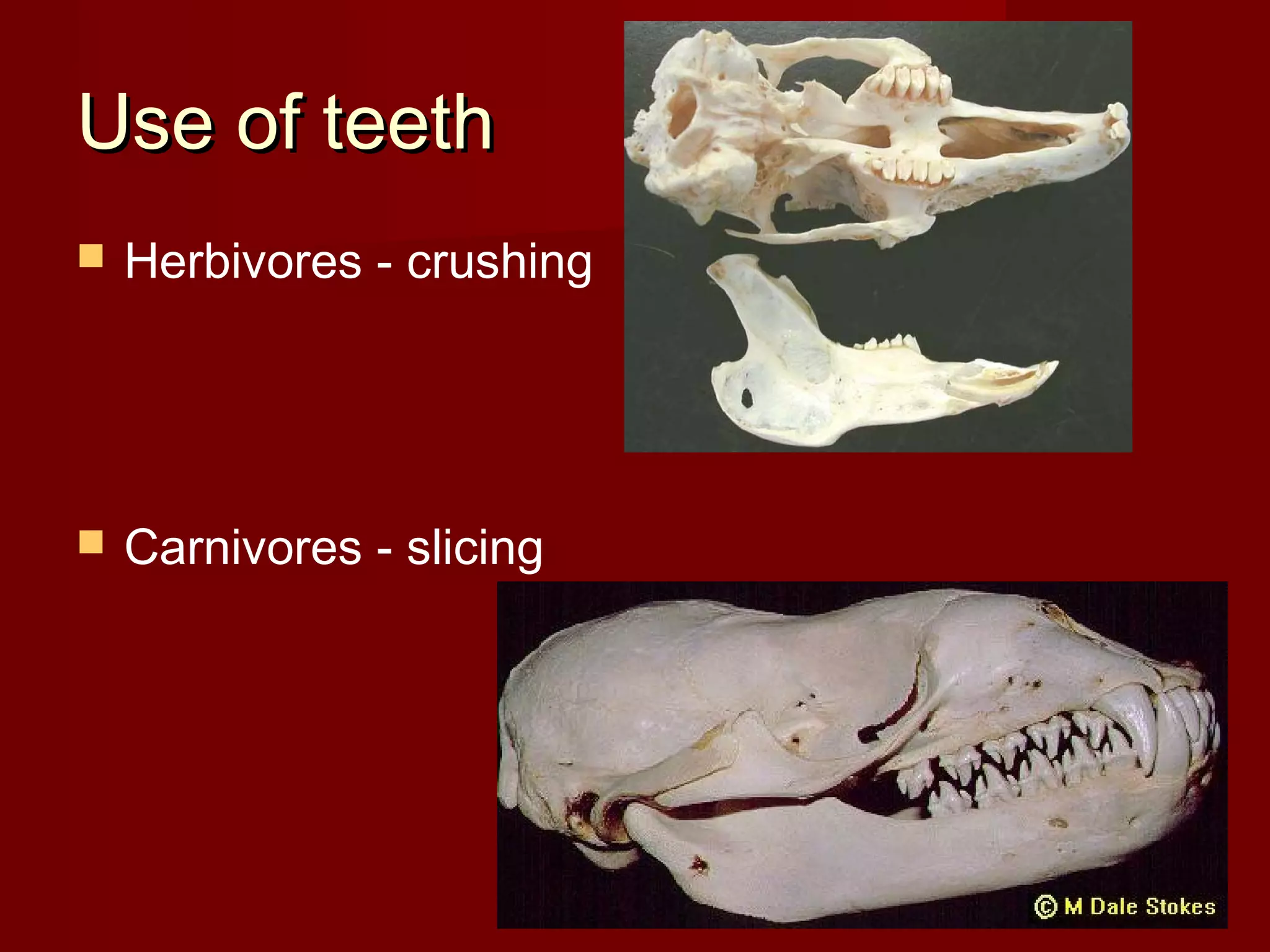 Use of teeth
Herbivores - crushing
Carnivores - slicing