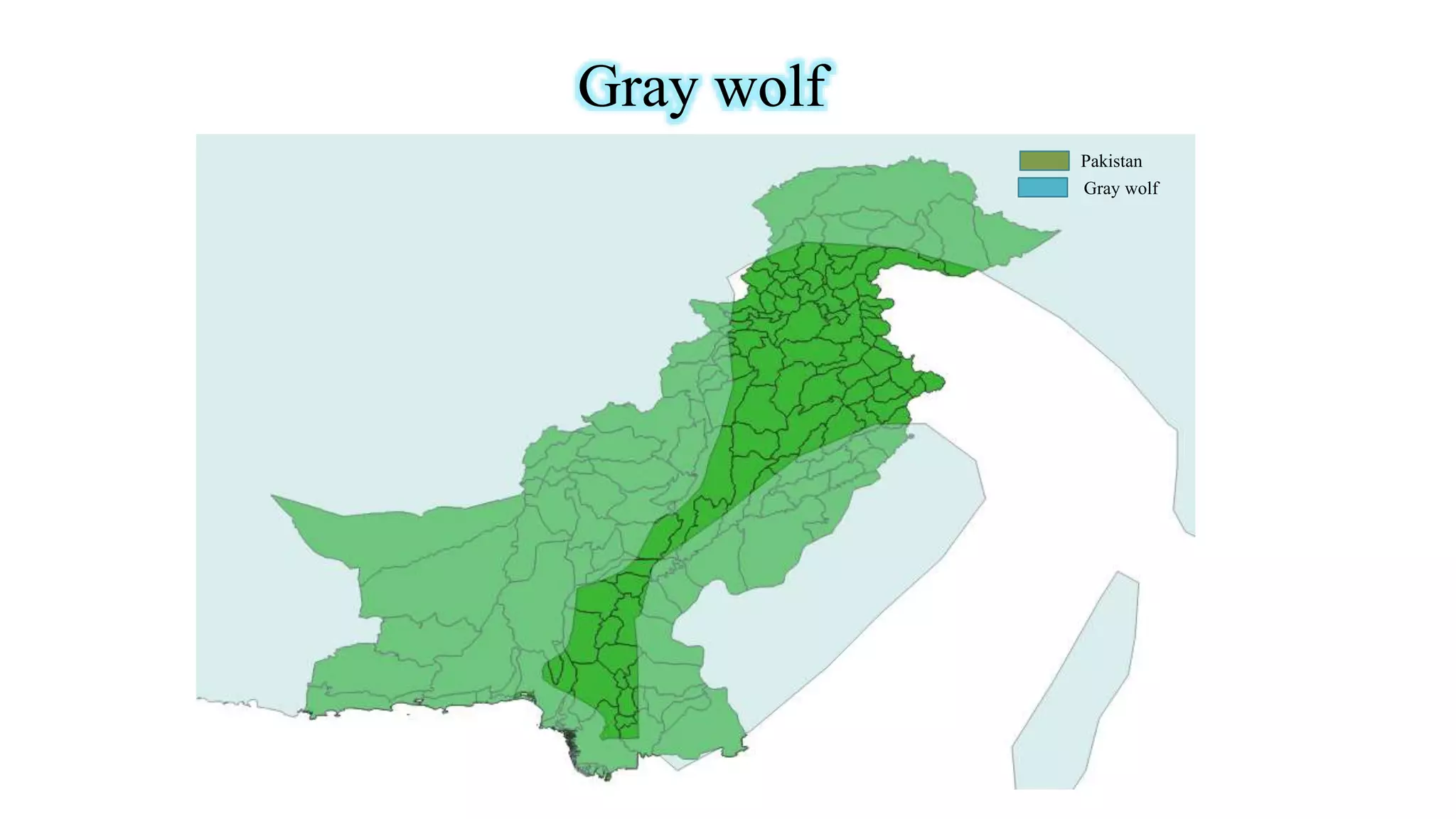 Mammals of pakistan 2 | PPTX