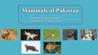 Presented by: Haseeb Kamran
Presented to: Dr. Rehan-ul-haq
 