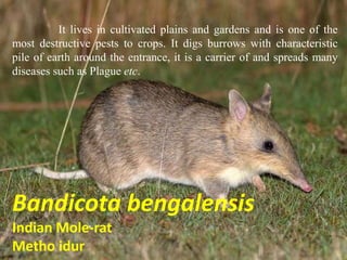 Mammals of ubkv (29 slides) | PPTX