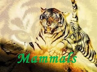 Mammals
 