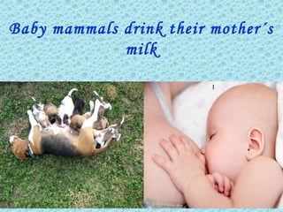 Baby mammals drink their mother´s
milk
l