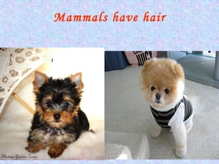 Mammals have hair
l