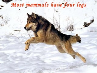 Most mammals have four legs