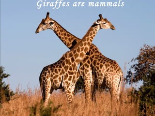 Giraffes are mammals